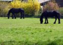 150416-wvdl- Paarden van de Pas  3 VOORKANT
